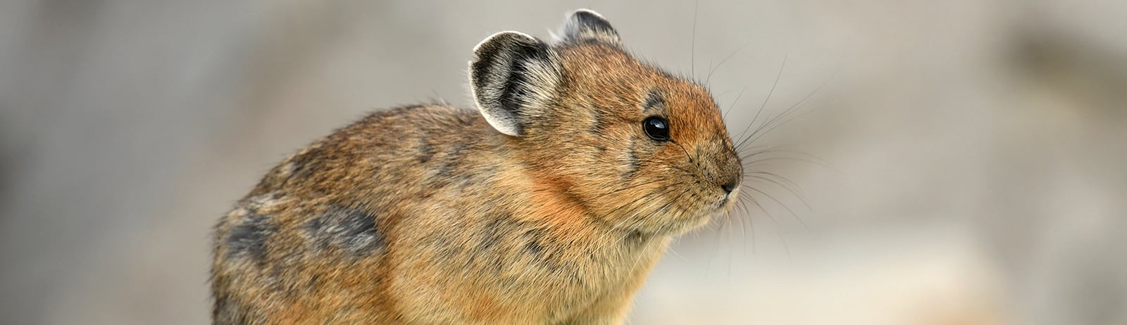 Blog - Wild locals you might meet on your trip to Banff National Park