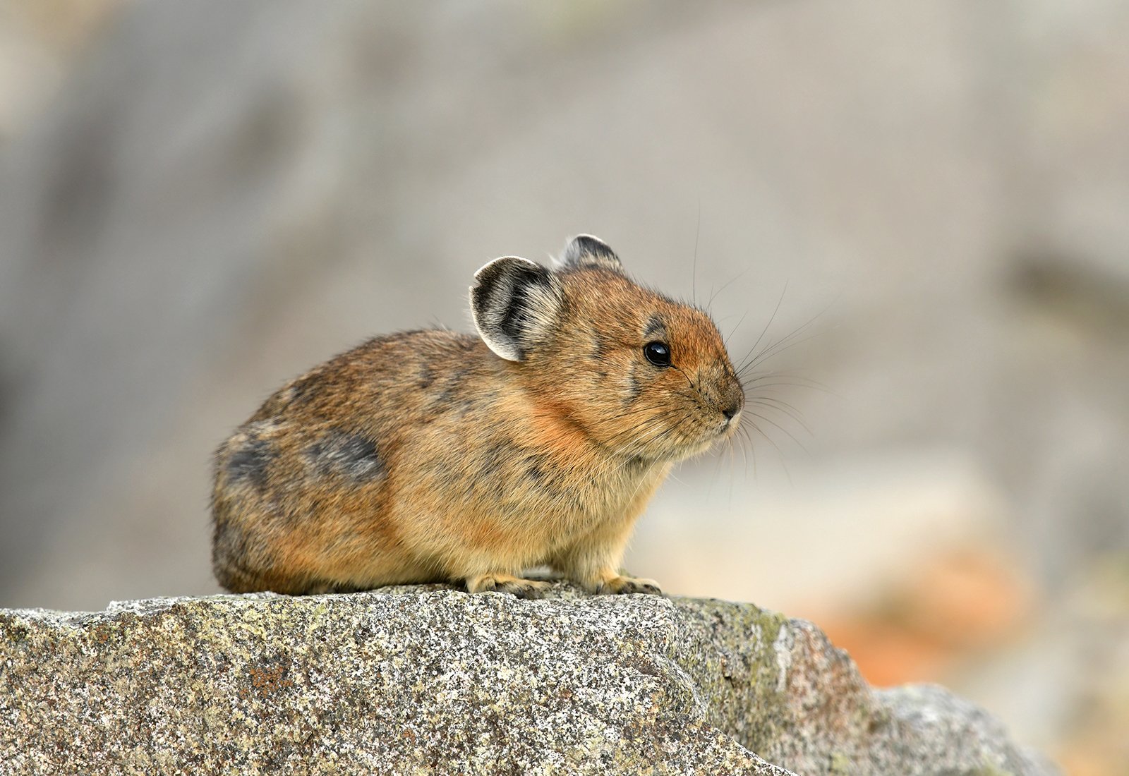 Blog - Wild locals you might meet on your trip to Banff National Park