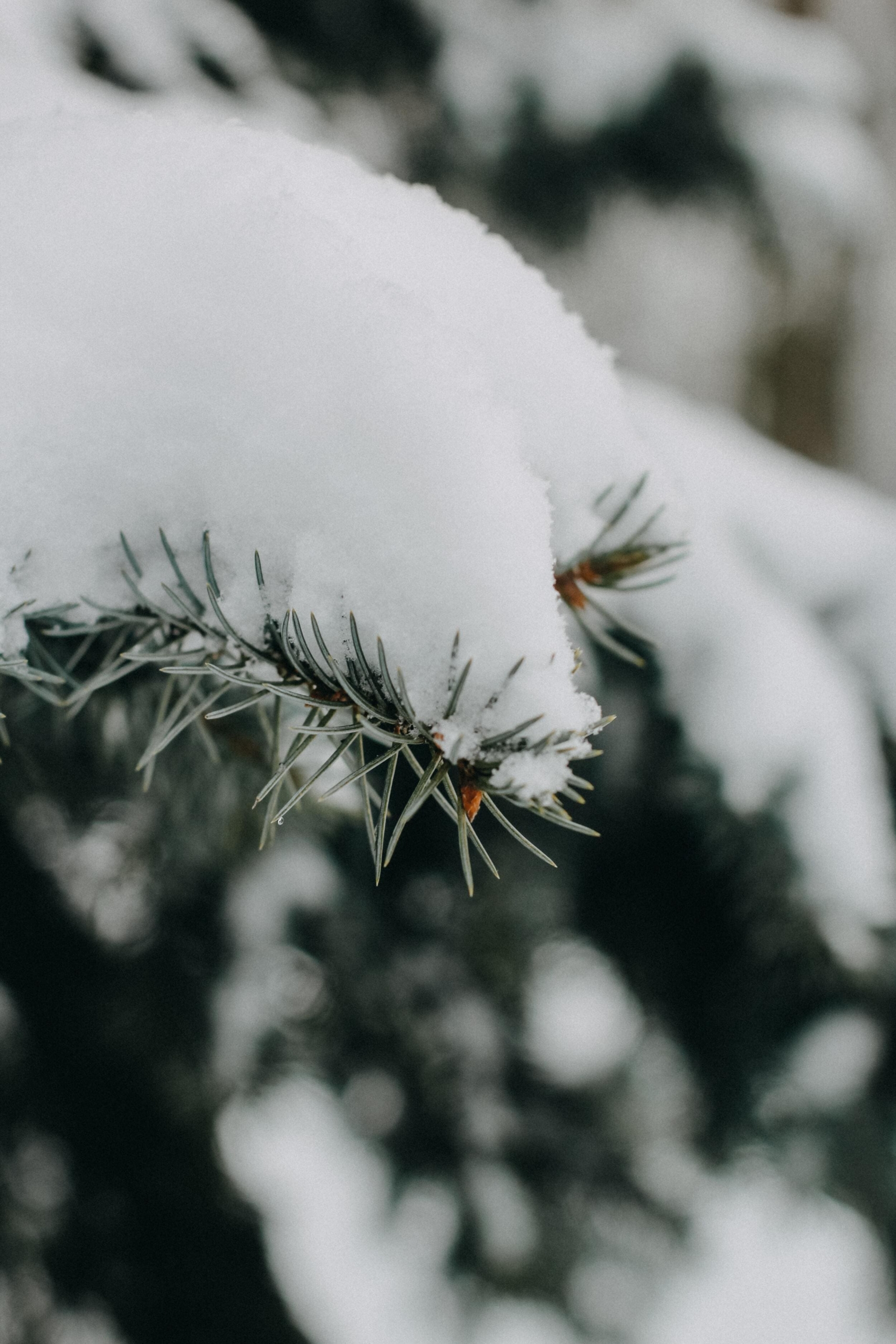 close up of snow on a tree