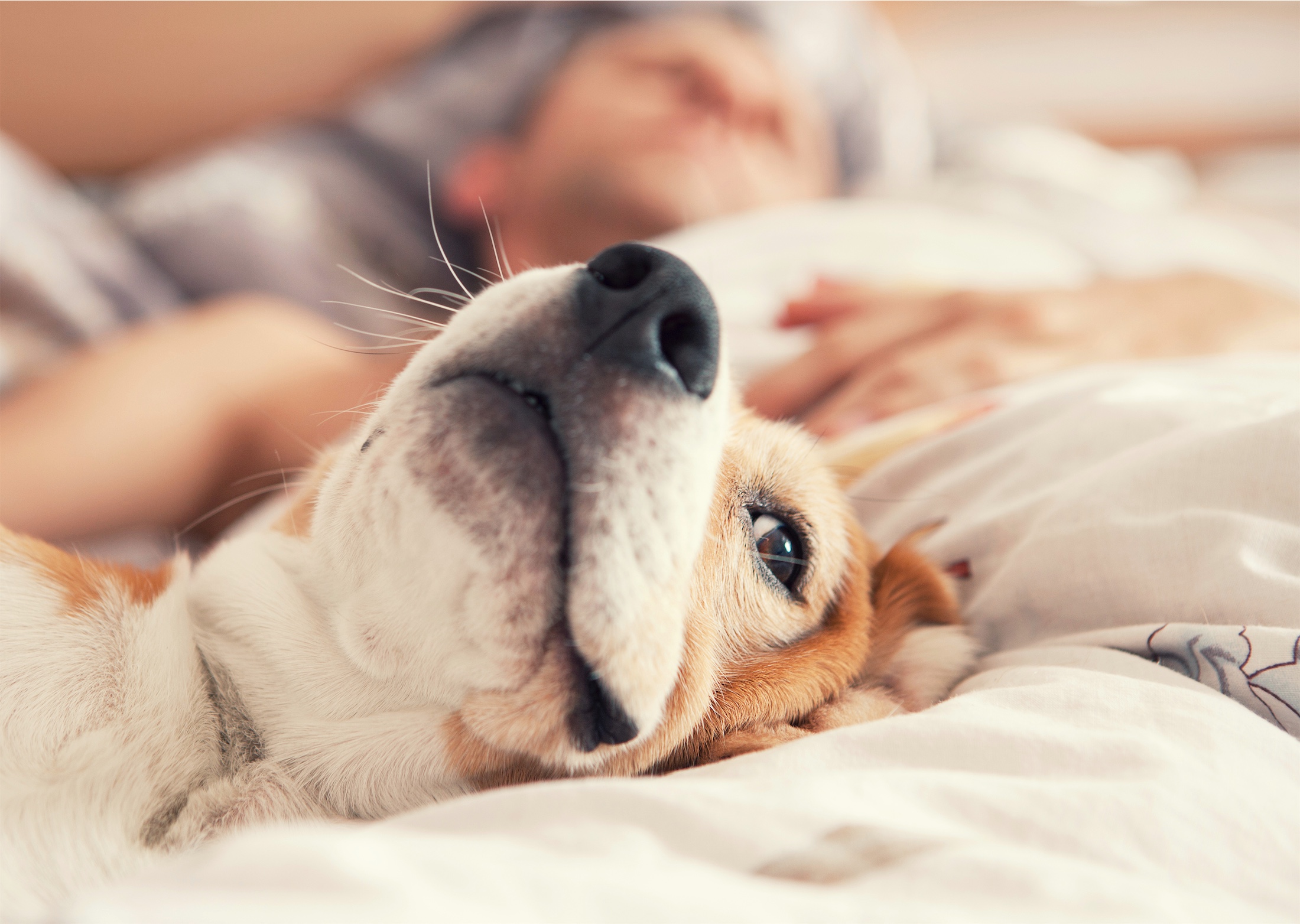 Lazy beagle lying in bed with his sleeping owner