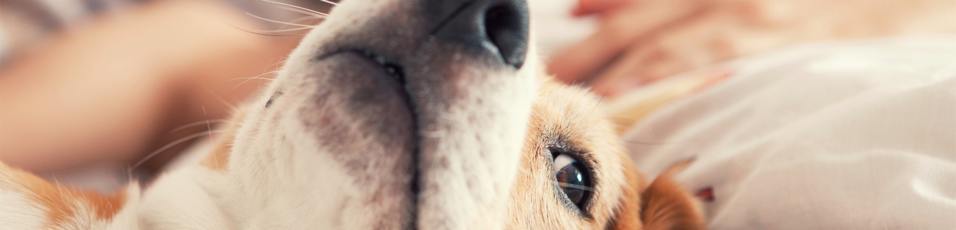 Lazy beagle lying in bed with his sleeping owner