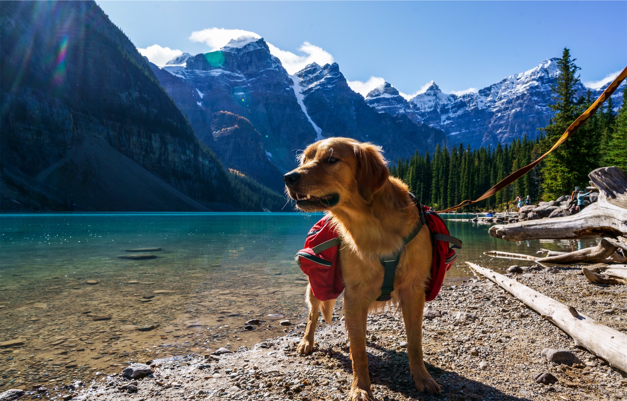 Dogs in Moraine Lake