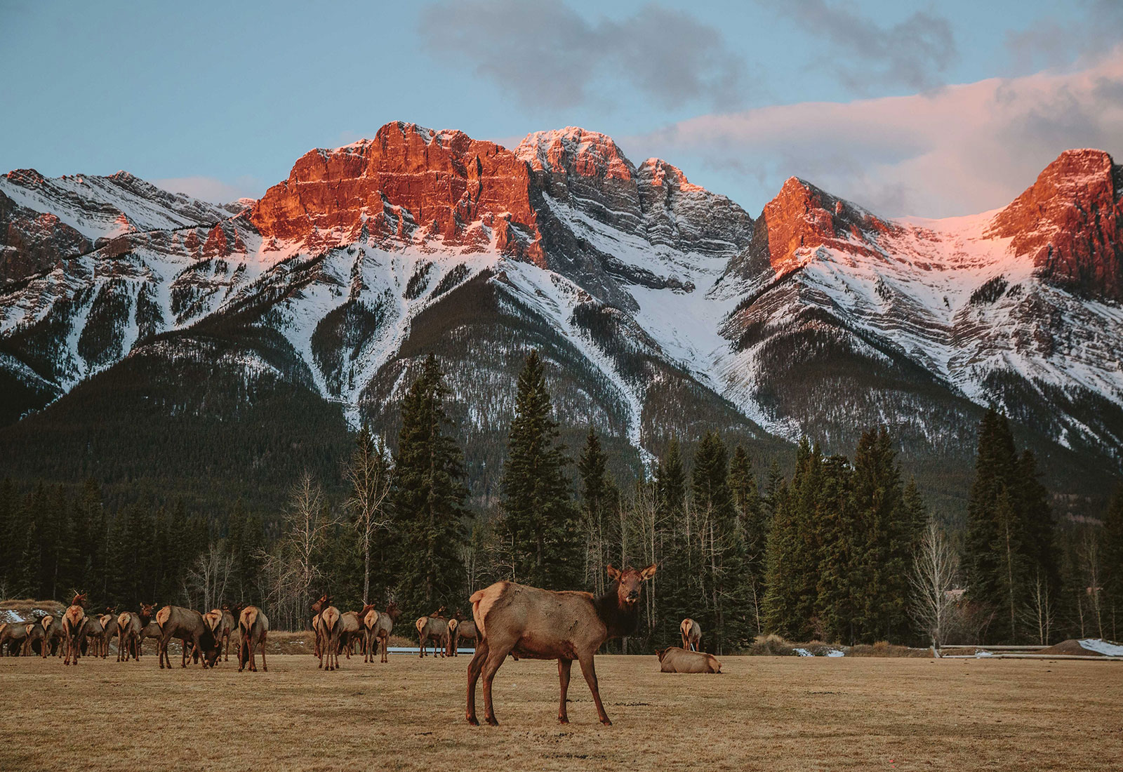 Wildlife in Banff National Park