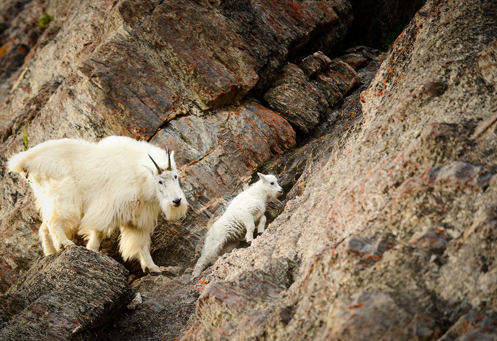 Goat climbing a mountain