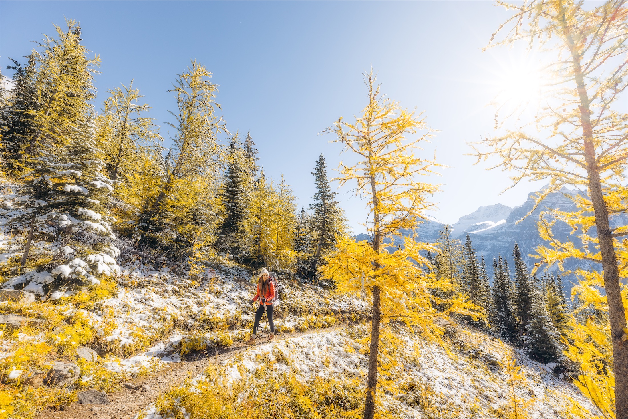 person hikes on trail through area of yellow trees