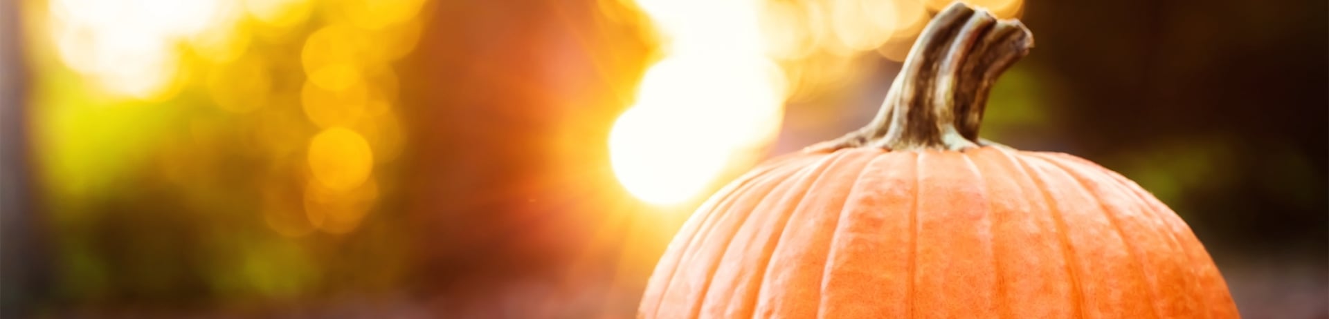 pumpkin sitting in leaves