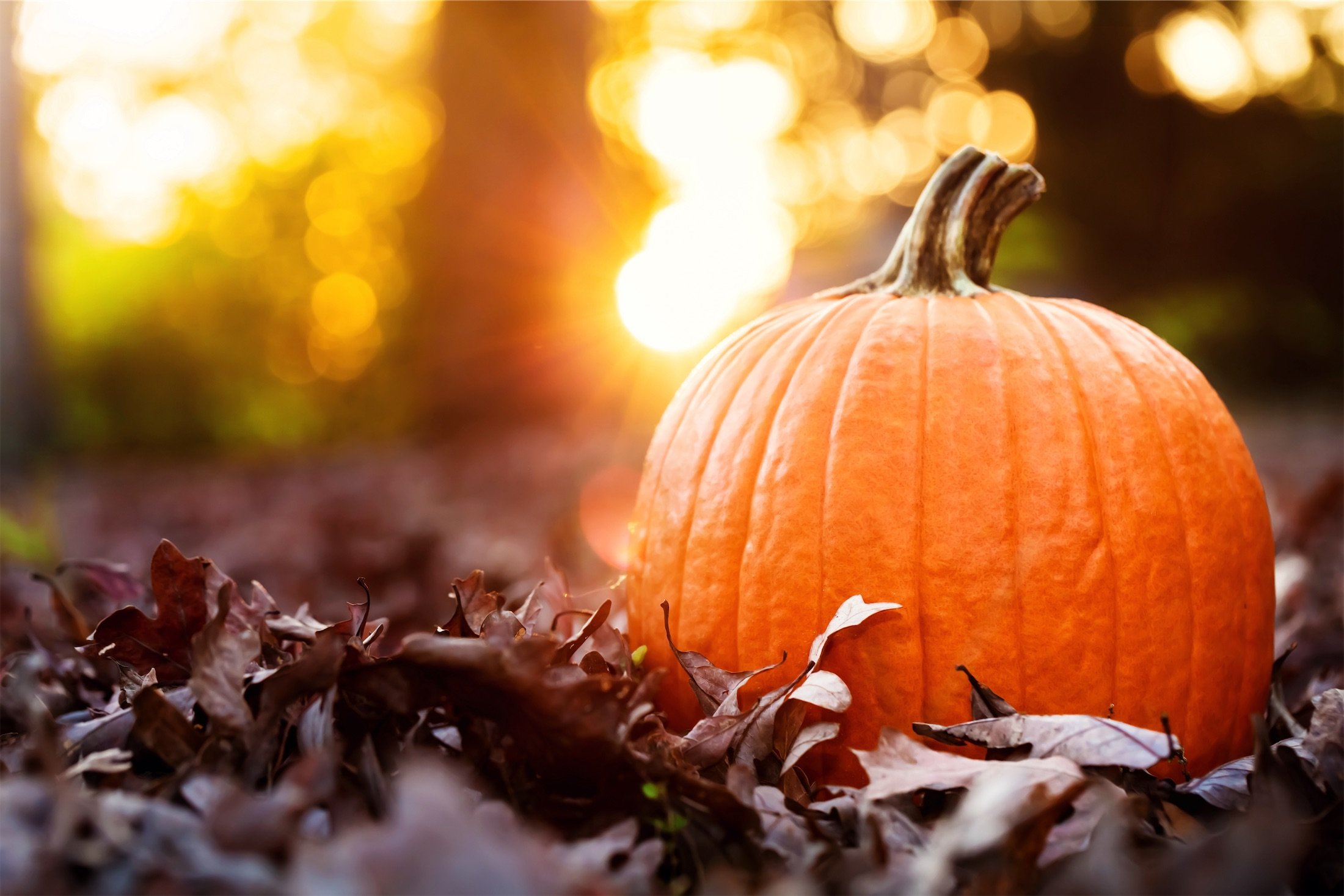 pumpkin sitting in leaves
