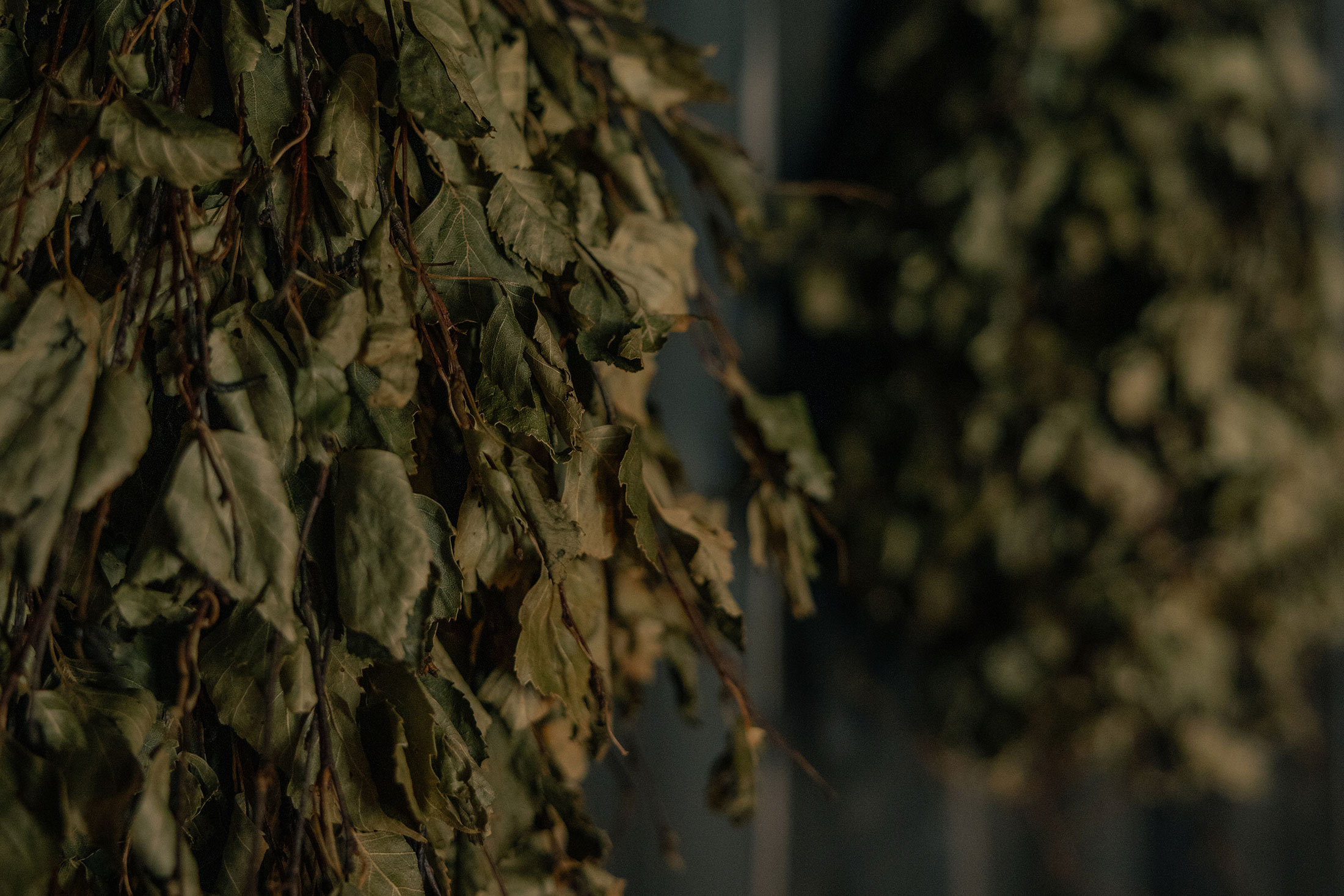 Aufguss Birch Leaves | BASIN Glacial Waters